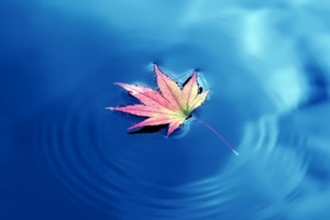 Feature Image Blog