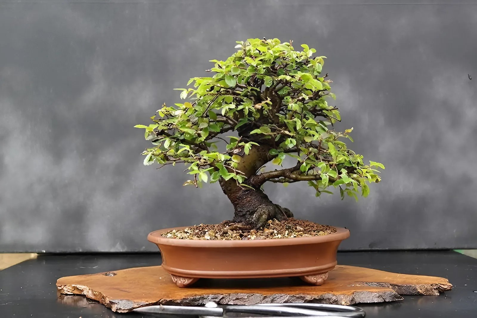 co-nhung-tieu-chi-nao-can-luu-y-khi-chon-cay-bonsai-trong-trong-nha