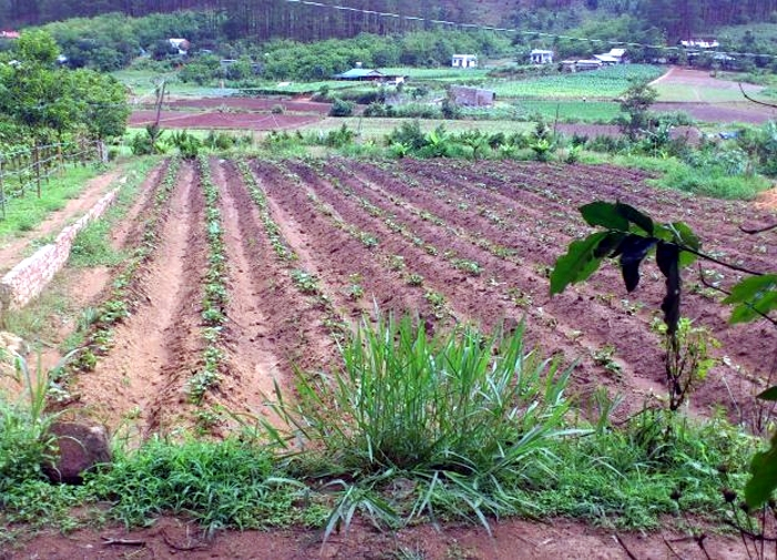 bo-hoang-dat-trong-cay-lau-nam-thi-bao-lau-se-bi-thu-hoi-onehousing-3