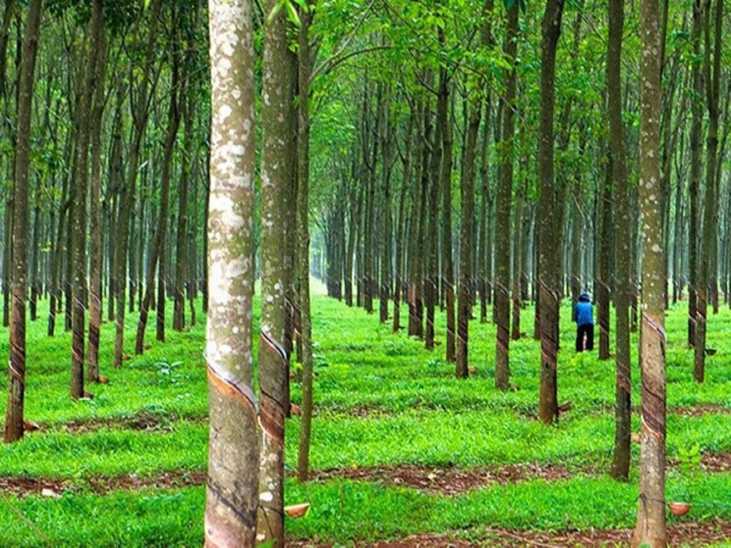 dat-trong-cay-lau-nam-het-thoi-han-su-dung-co-duoc-mua-ban-khong-onehousing-2