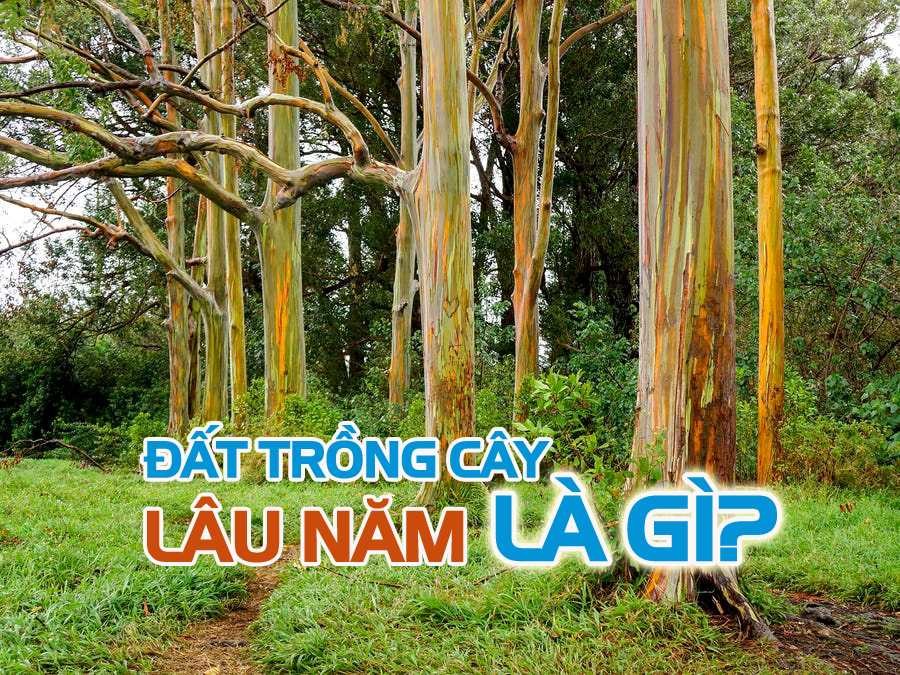 dat-trong-cay-lau-nam-co-bi-thu-hoi-khong-het-han-su-dung-dat-co-can-gia-han-khong-n17t-onehousing-1