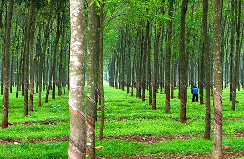 huong-dan-thu-tuc-chuyen-doi-dat-trong-cay-lau-nam-sang-dat-dat-o-chi-tiet-onehousing-1