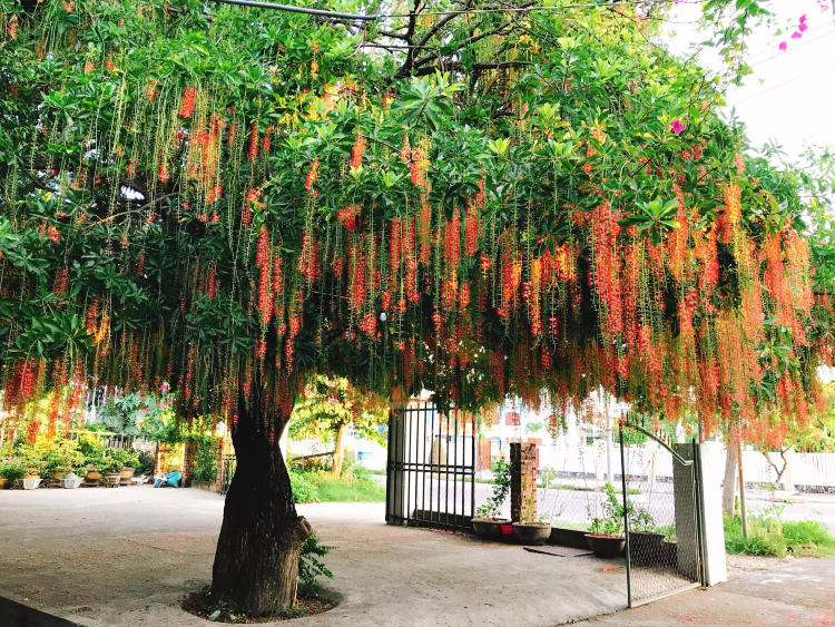 quy-tac-trong-cay-phong-thuy-cho-nha-biet-thu-de-mang-lai-tai-vuong-onehousing-7