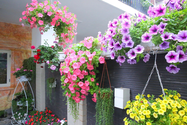 logia-can-ho-trong-hoa-gi-thi-dep-ma-de-cham-onehousing-1