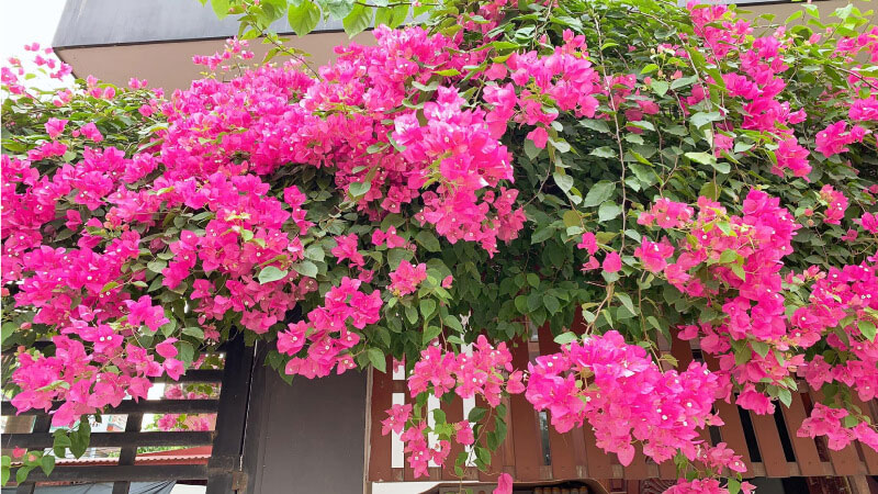 logia-can-ho-trong-hoa-gi-thi-dep-ma-de-cham-onehousing-5
