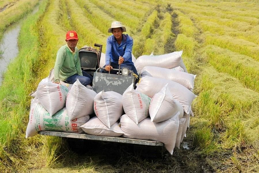 gia-gao-xuat-khau-cua-viet-nam-dang-o-muc-bao-nhieu-so-voi-cac-nuoc-xuat-khau-gao-khac-onehousing