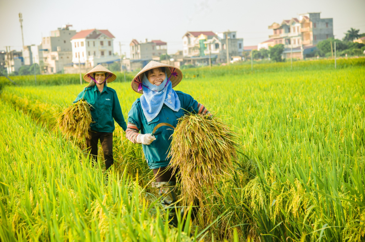 co-nhung-cach-nao-de-tang-gia-tri-lua-gao-viet-nam-onehousing