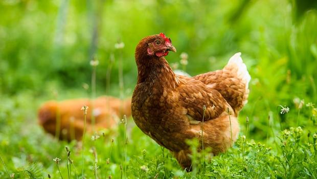 Thứ 6 này là một ngày vô cùng thuận lợi với người tuổi Dậu