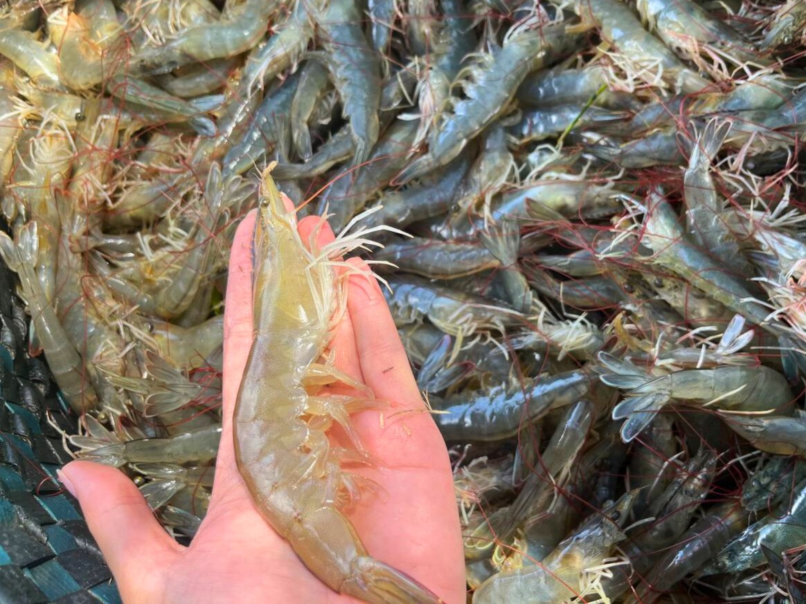 Mẹo chọn tôm tươi và thơm ngon