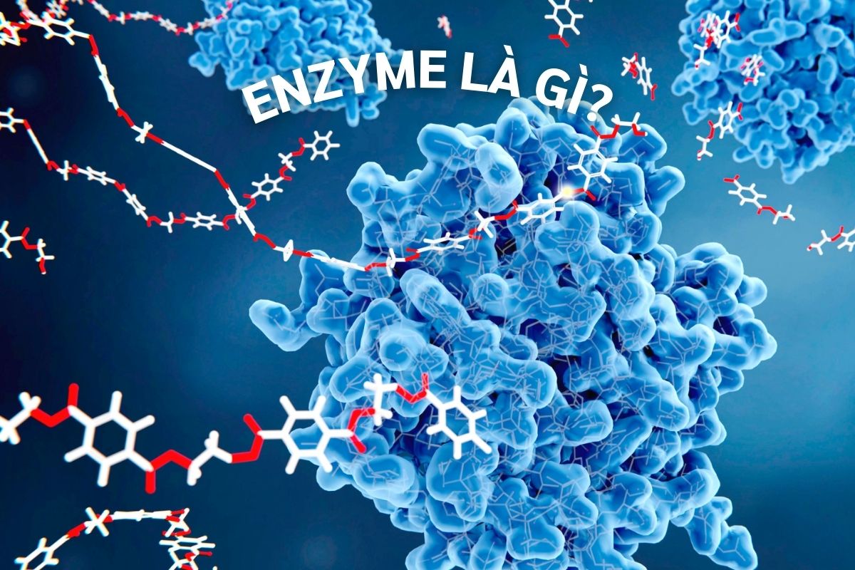 Enzyme là các protein xúc tác cho các phản ứng hoá học trong cơ thể