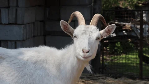 Thứ Ba này mang đến cho Tuổi Mùi một vận trình đan xen giữa thuận lợi và trở ngại