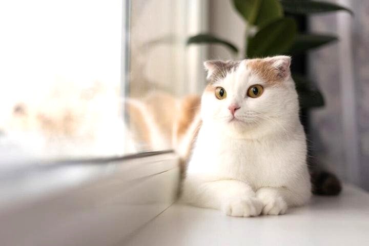 Tìm hiểu người sinh năm 1975 Ất Mão năm 2026 thuộc mệnh gì?