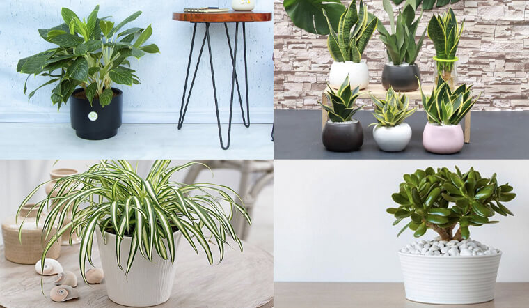 Chọn cây cho tuổi Ất Sửu không nên quá nhiều yếu tố Mộc