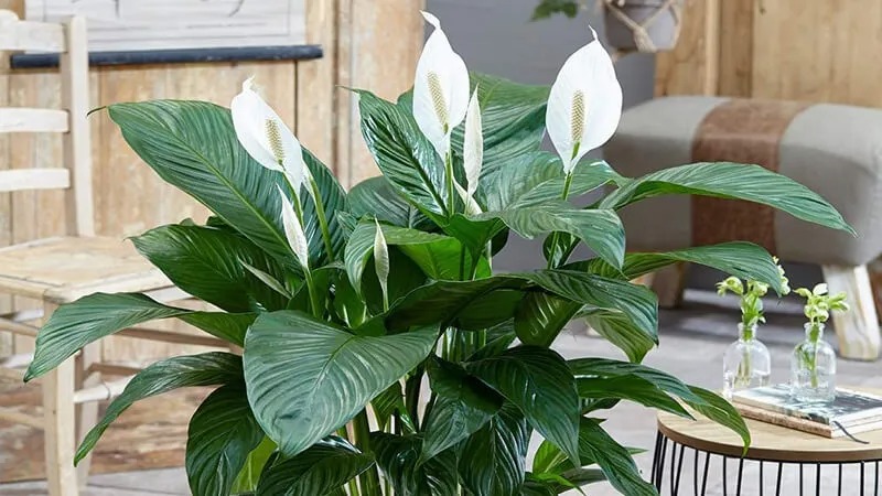 Lan Ý phù hợp với tính cách điềm đạm của tuổi Ất Sửu