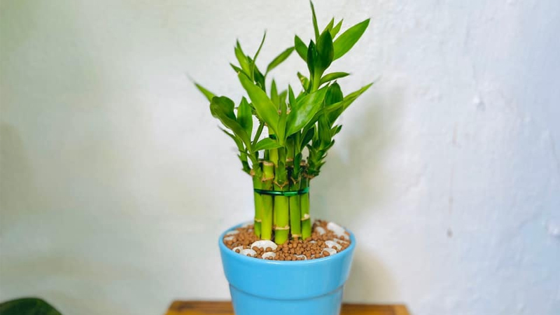 Cây phát lộc biểu tượng cho thịnh vượng và sung túc