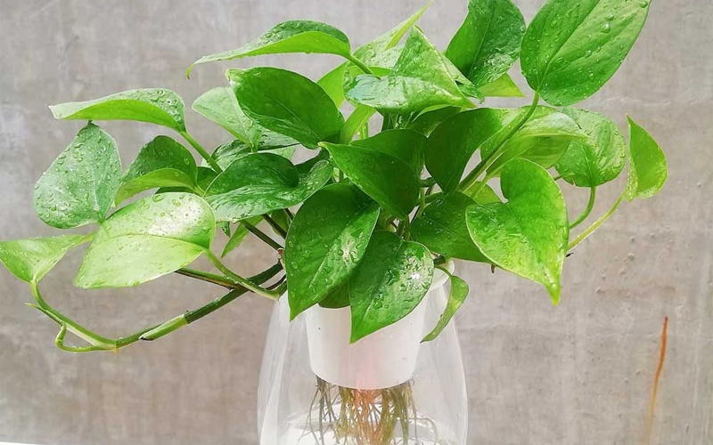 Cây trầu bà là biểu tượng của bình an và may mắn