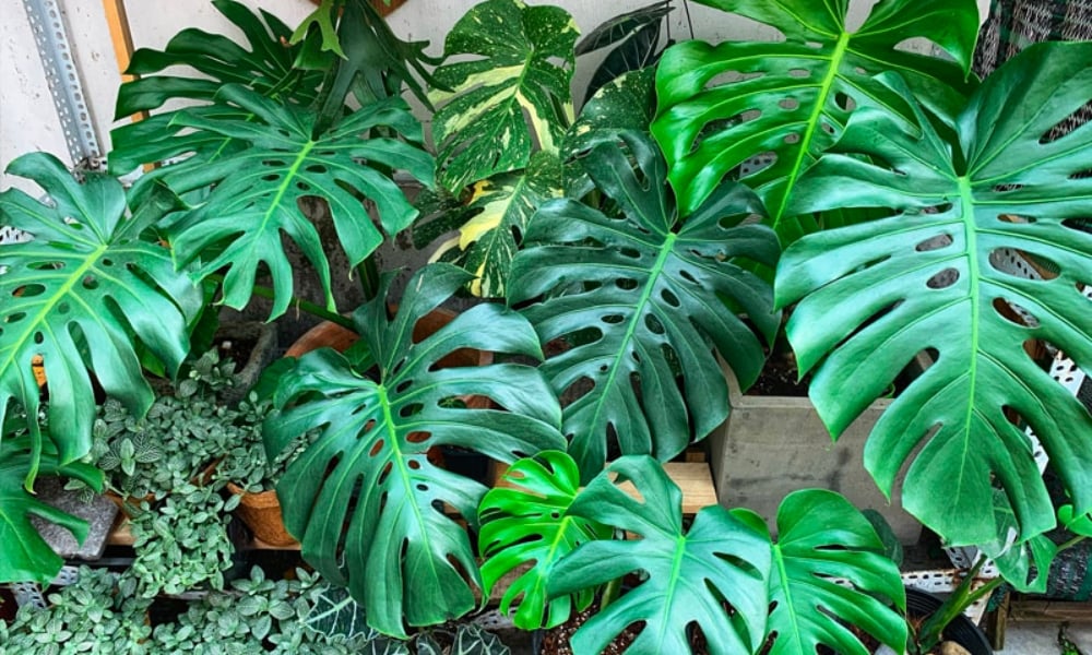 Chăm sóc cây đúng cách và chọn phụ kiện phong thủy giúp gia chủ chiêu tài, hút may mắn