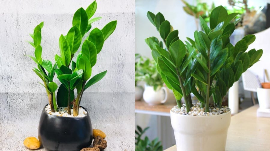 Đinh Sửu 1997 nên trồng các loại cây thuộc hành Kim và Mộc