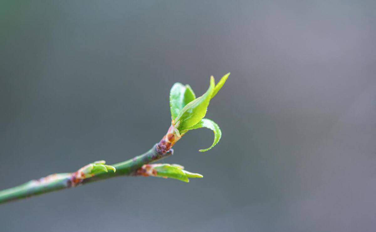 Lập xuân là dấu mốc cho khởi đầu mới