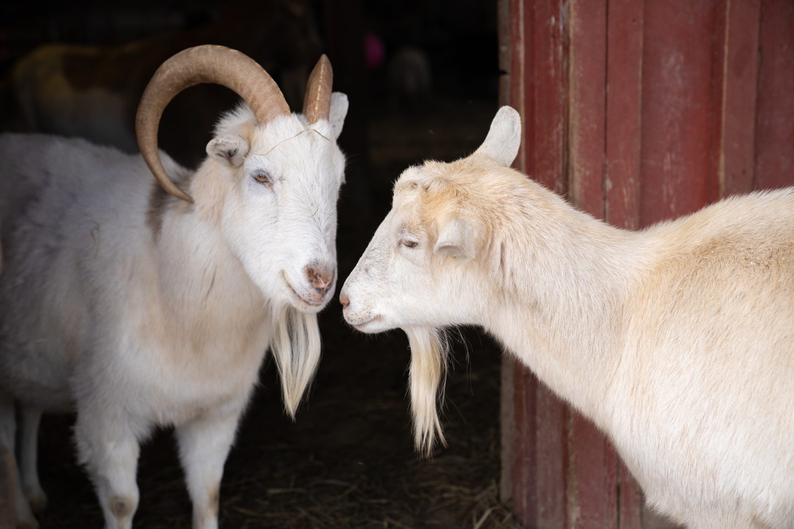 Thứ 6 này tuổi Mùi được quý nhân chỉ lối, công danh sự nghiệp mở ra nhiều cơ hội thăng tiến