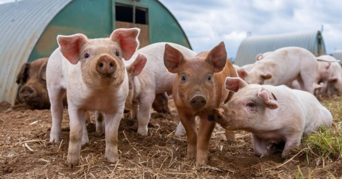 Tử vi hôm nay dự báo rằng tuổi Hợi sẽ trải qua một ngày có phần khó khăn khi vận trình công việc không được như mong muốn