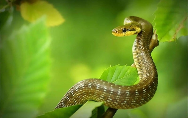 Tuổi Tỵ cần tiết chế cảm xúc và suy nghĩ kỹ trước khi hành động