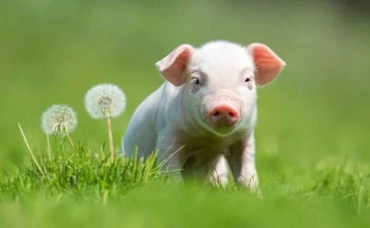 Người tuổi Hợi cần giữ bình tĩnh để vượt qua những thay đổi bất ngờ 