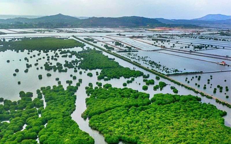 Rừng ngập mặn là lá chắn tự nhiên trước tác động của triều cường và biến đổi khí hậu 