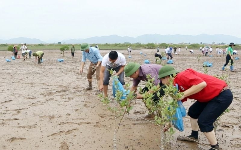 Bảo tồn và phát triển rừng ngập mặn để bảo vệ vùng ven biển