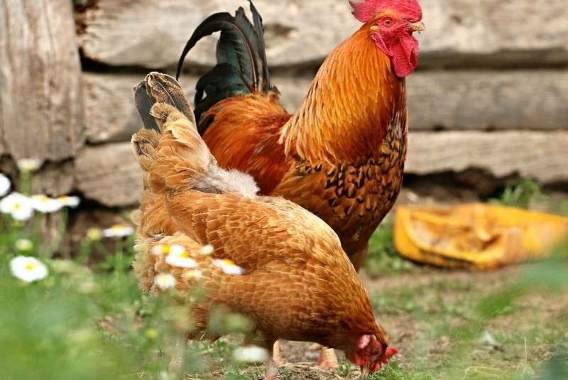 Phương diện tình cảm của nữ Tân Dậu trong năm 2026 nhìn chung êm ấm