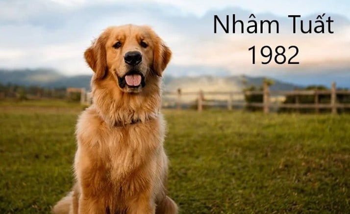 Tìm hiểu tổng quan tử vi tuổi Nhâm Tuất 1982 nam mạng năm 2026 