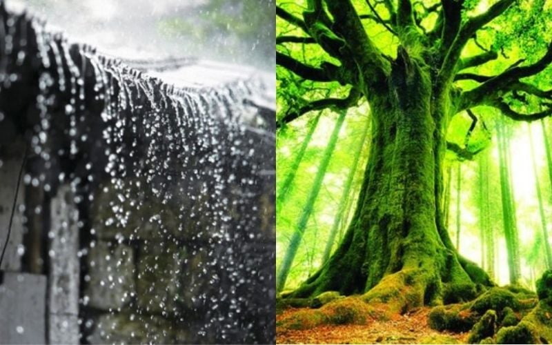 Được hỗ trợ từ người mệnh Thủy nhưng Thủy mạnh có thể khiến tuổi Kỷ Hợi 1959 mệnh Mộc “dễ tổn” nên cân bằng năng lượng bằng vật phẩm phong thủy