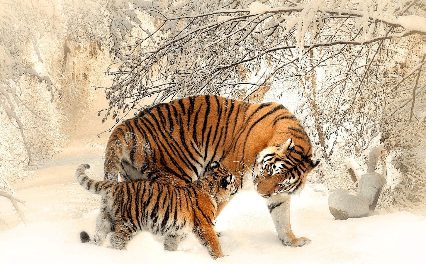 Năm 2026 là thời điểm người tuổi Nhâm Dần cần học cách kiên nhẫn và lắng nghe