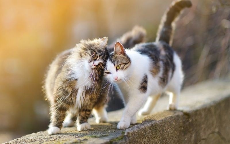 Năm 2026 dễ xuất hiện mâu thuẫn nhỏ giữa các thành viên