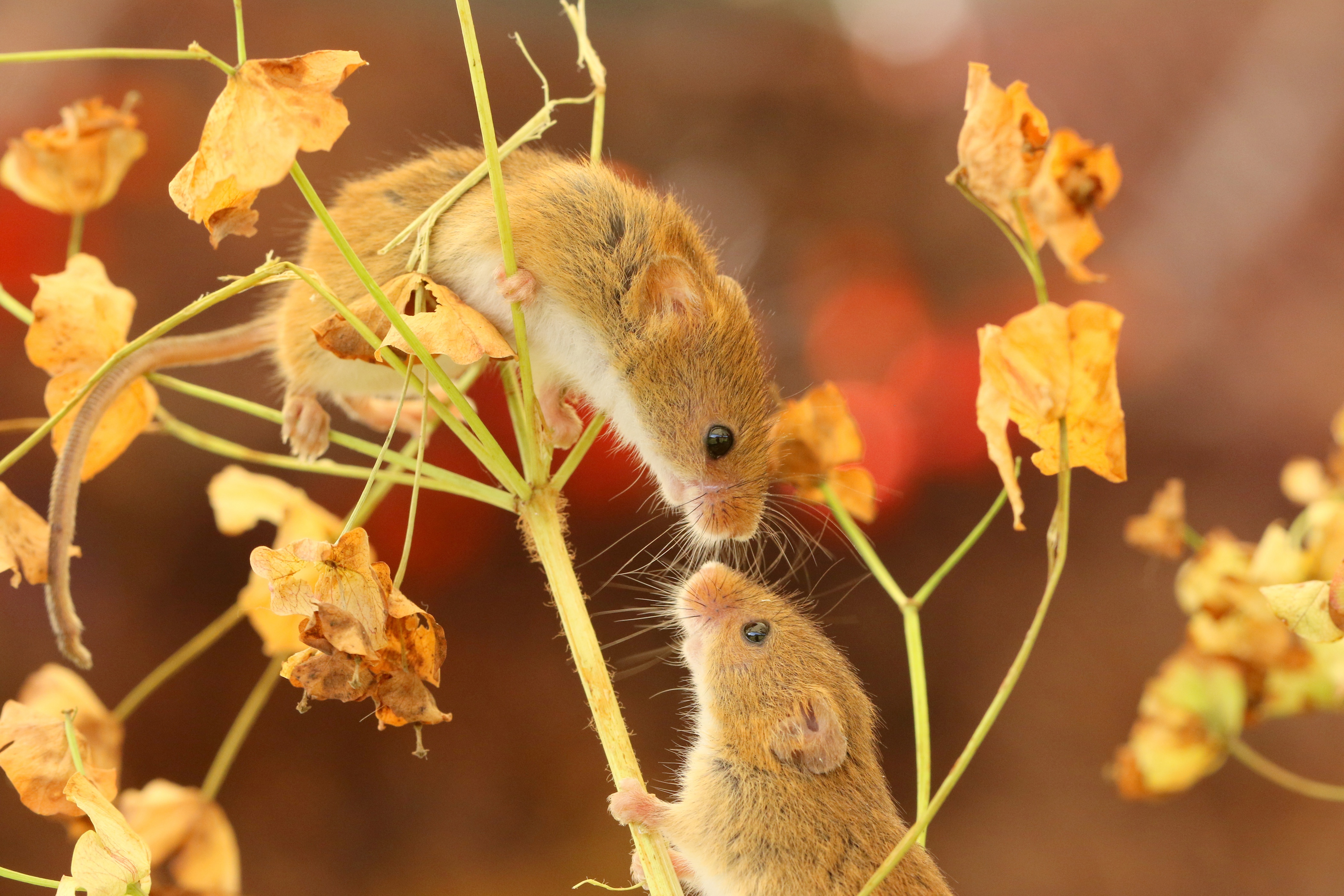 Tình cảm của nữ mạng Bính Tý năm 2026 trở nên sâu sắc hơn