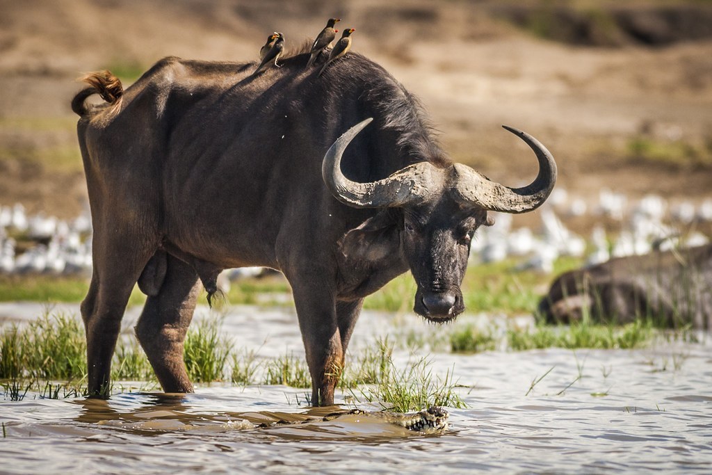 Sức khỏe tinh thần nam Đinh Sửu 1997 nên được quan tâm trong năm 2026