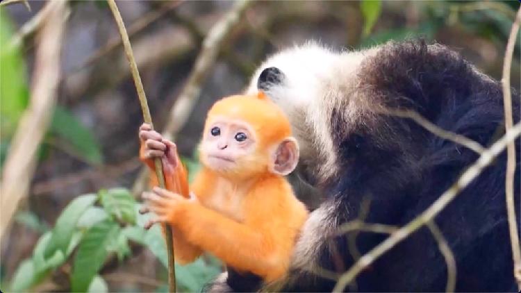 ăm 2026 là cơ hội kinh doanh tốt cho Mậu Thân 1968