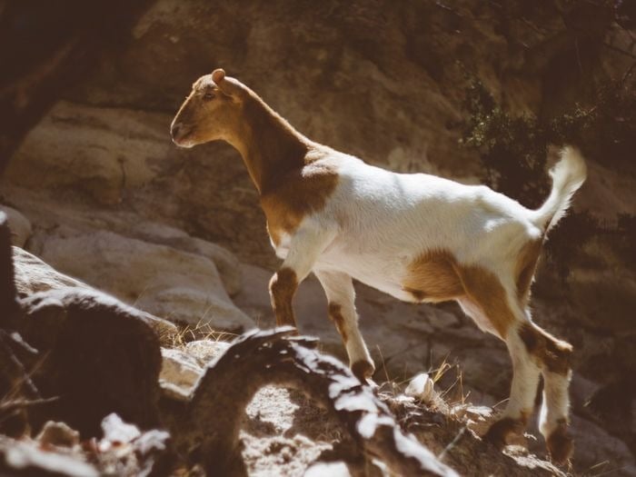 Nữ Đinh Mùi 1967 thuộc mệnh Thiên Hà Thủy