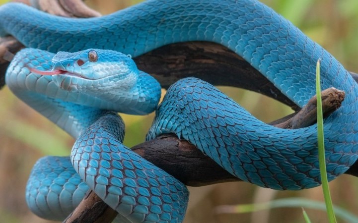 Tình cảm và sức khỏe cũng là hai yếu tố quan trọng mà nam Tân Tỵ cần quan tâm trong năm 2026