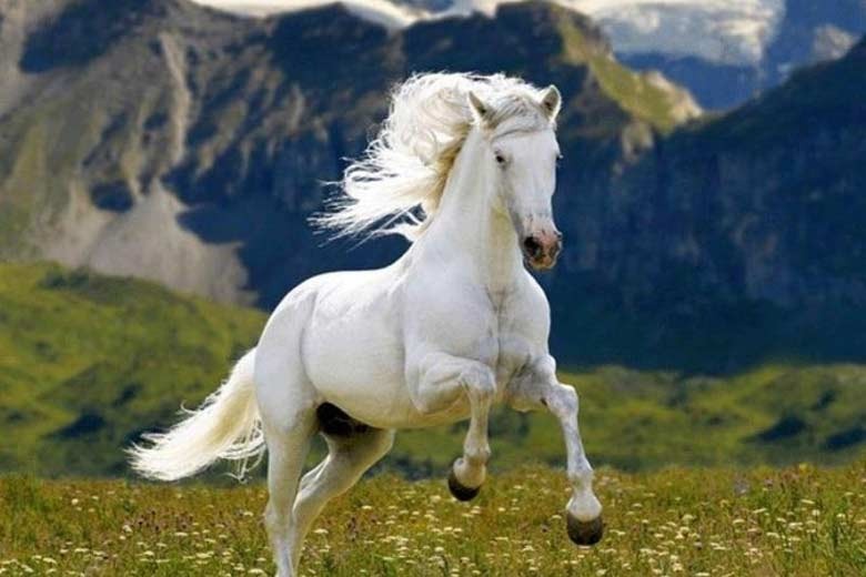 Chi tiết tử vi tuổi Nhâm Ngọ 2002 nam mạng năm 2026