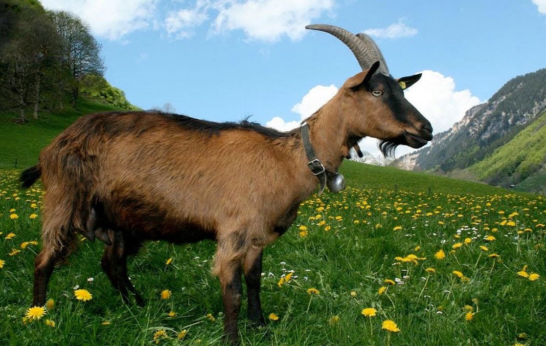 Sức khỏe của tuổi Quý Mùi 2003 nam mạng năm 2026 tương đối tốt