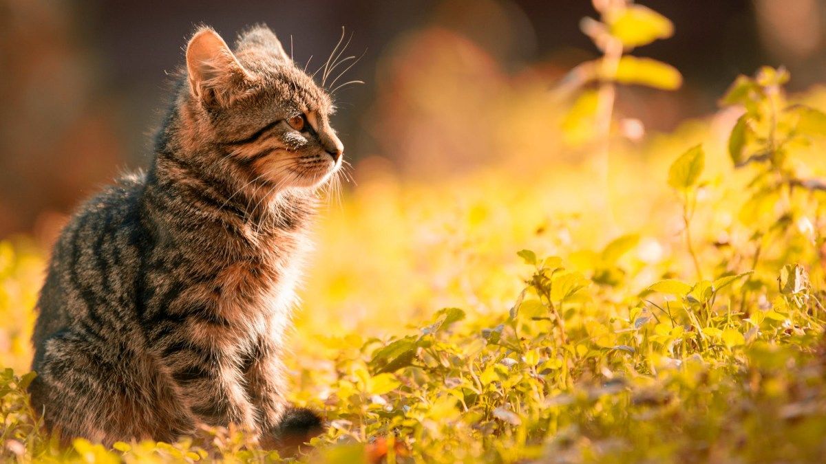 Năm 2026 sự nghiệp của Ất Mão nữ mạng có những chuyển biến tích cực