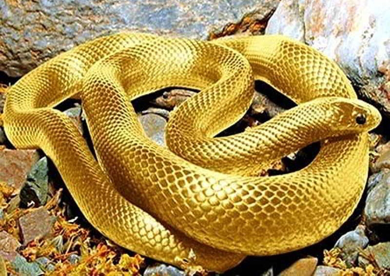 Năm 2026 nữ Đinh Tỵ 1977 sự nghiệp có xu hướng ổn định