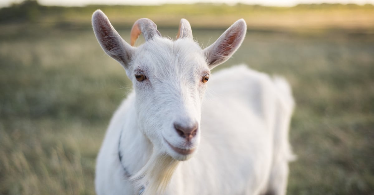 Người tuổi Mùi được khuyên nên giữ bình tĩnh trước những rắc rối nhỏ