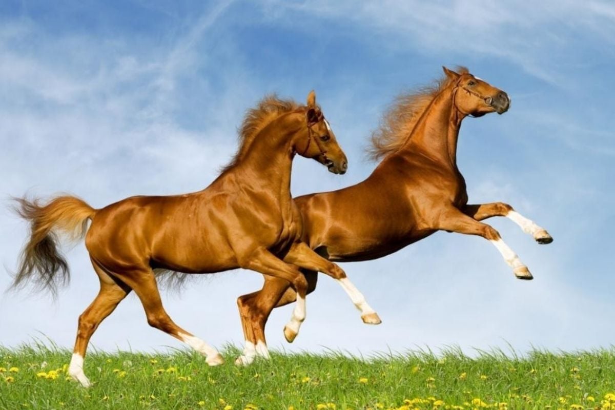 Năm 2026 nữ mạng Giáp Ngọ bị ảnh hưởng bởi sao Thái Âm