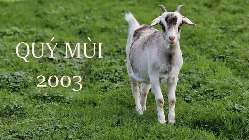 Quý Mùi 2003 giúp gia chủ tăng vượng khí