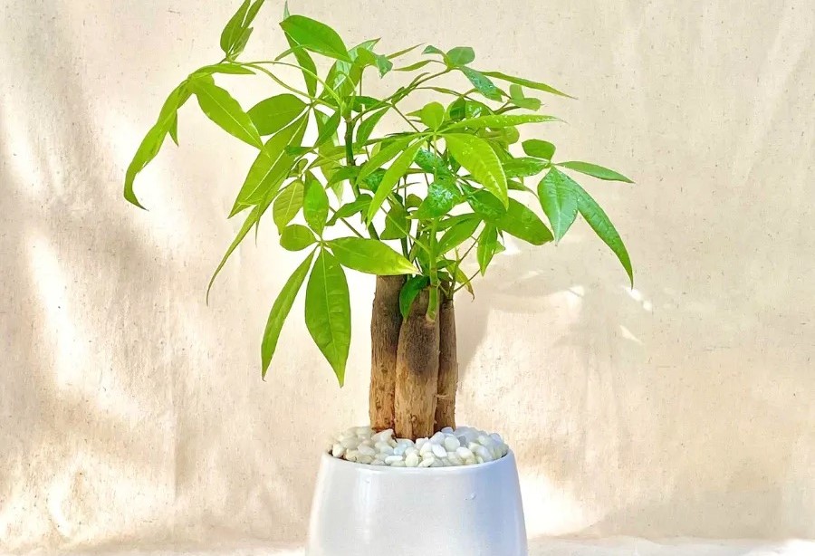 Chọn đúng cây phong thủy phù hợp với mệnh Kim giúp gia tăng tài khí