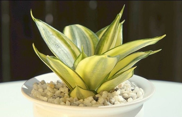 Gợi ý cách đặt cây phong thủy trên bàn Thần Tài - cây lưỡi hổ vàng