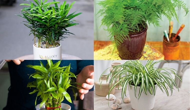 Người mệnh Thủy nên chọn những loại cây thuộc hành Kim hoặc Mộc