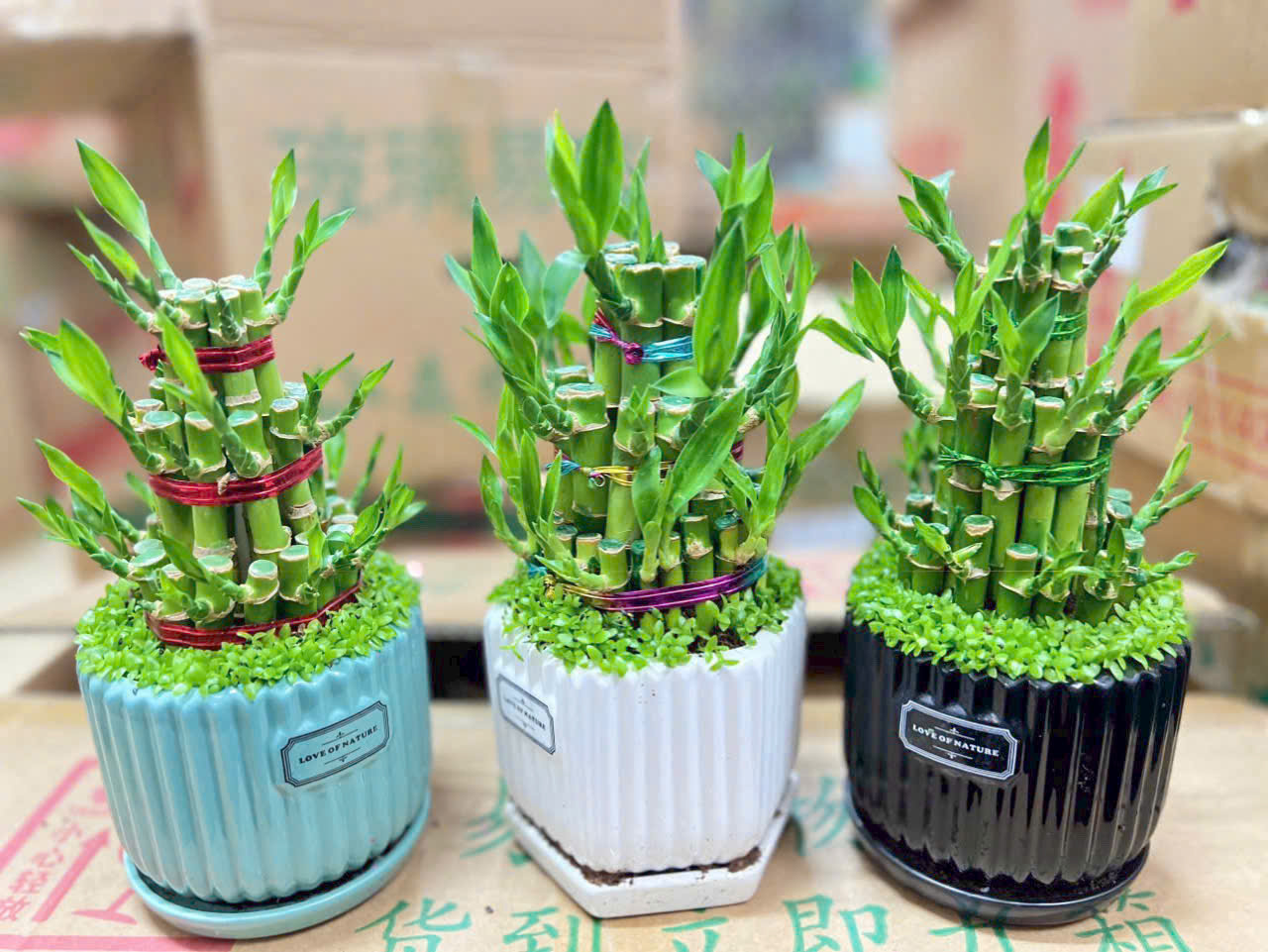 Gia chủ nên thay nước, tưới nước thường xuyên cho cây để giữ sinh khí